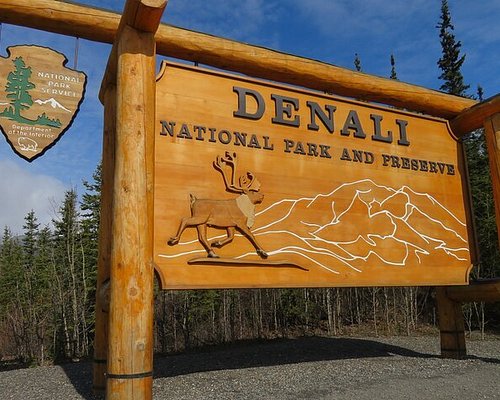 denali day tour