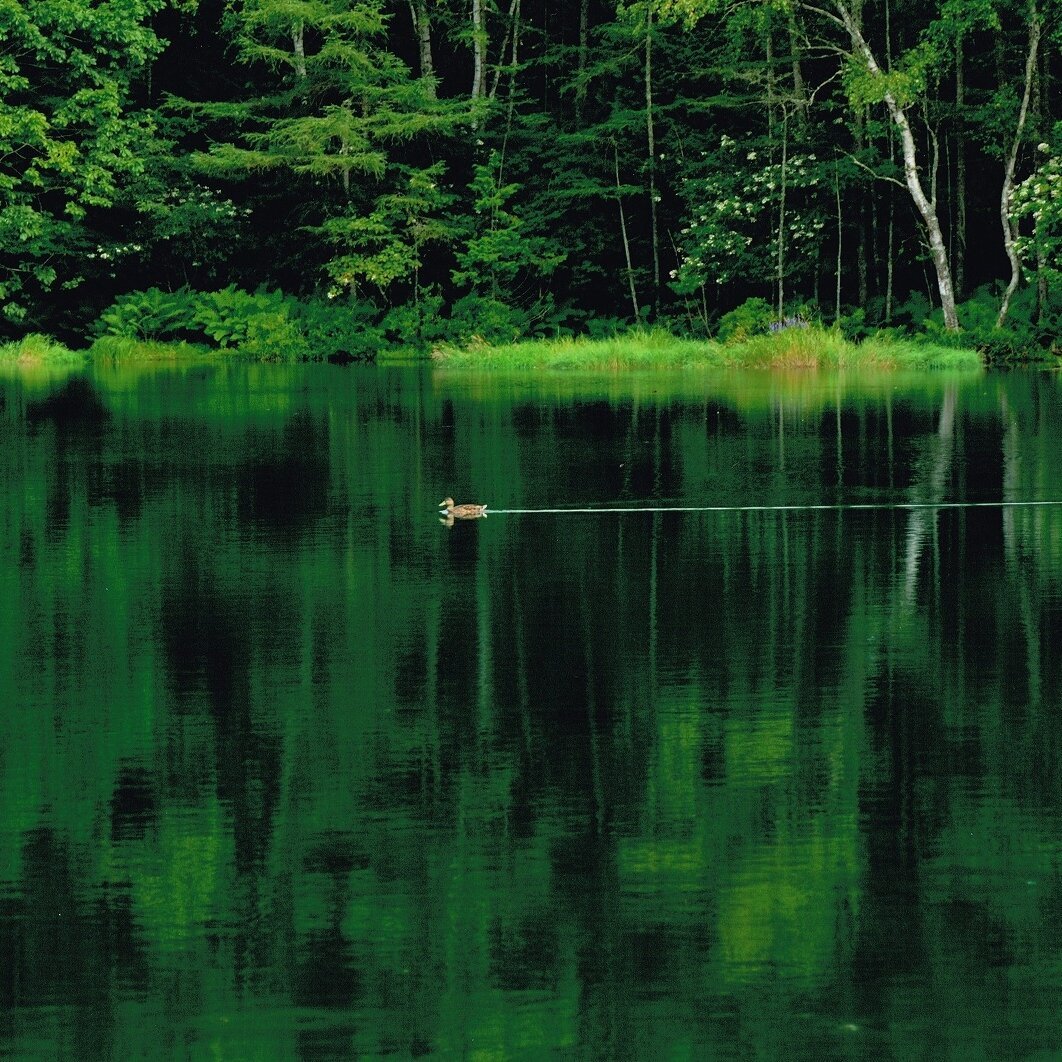 MISHAKAIKE POND (Chino): 2022 - tutto quello che c'è da sapere