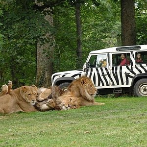 zoo safari de thoiry prix