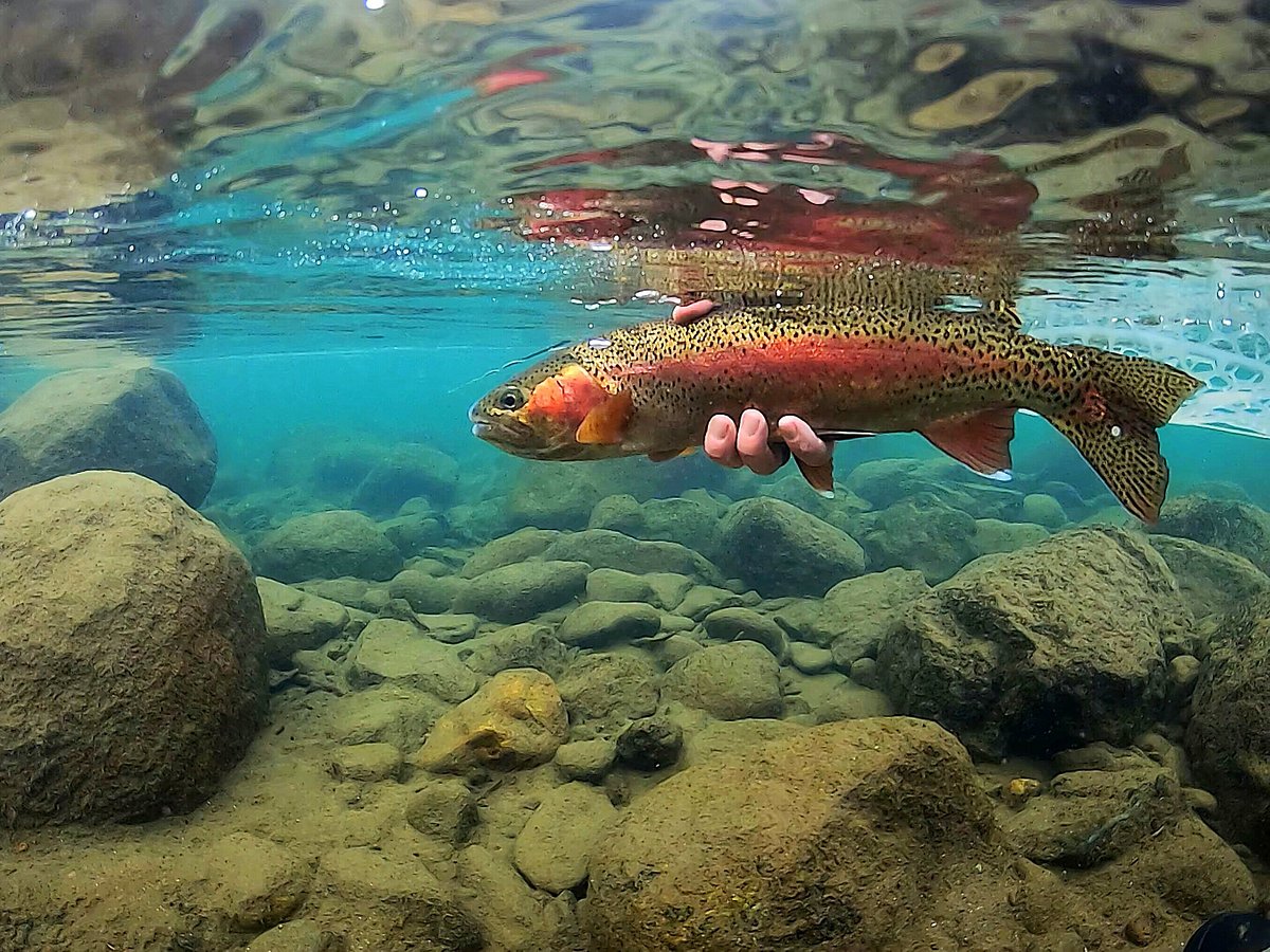 Another epic evening session with the @casthope crew , @mattheronflyfishing  and @danlecountflyfishing ! The girls put on a show and everyone landed  some fish 🤙🏼! There's no better feeling than seeing the