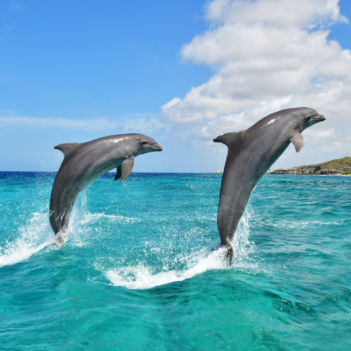 Dolphin Academy Curacao, Виллемстад: лучшие советы перед посещением -  Tripadvisor