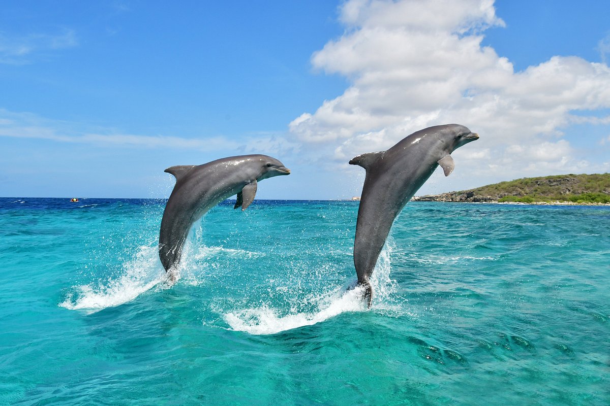 Dolphin Academy Curacao (Willemstad) - All You Need to Know BEFORE ...