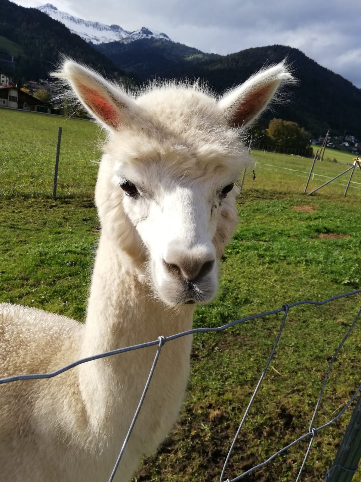 Achensee Alpaka Achenkirch Lohnt es sich Aktuell f r 2024