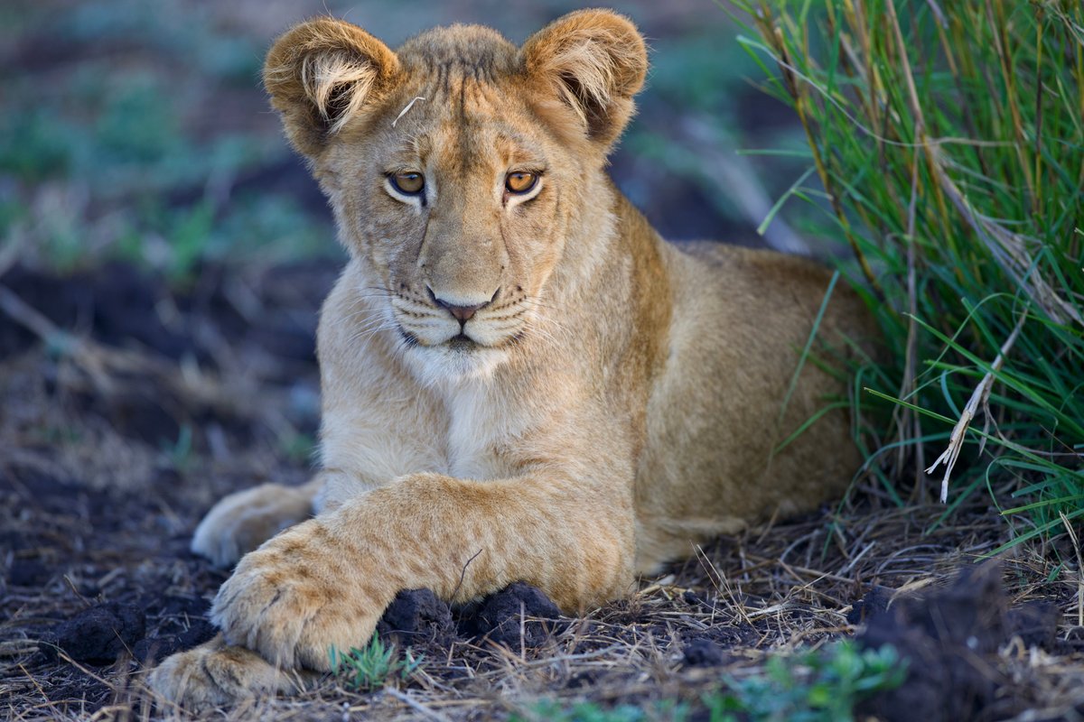 BUSANGA PLAINS CAMP - Lodge Reviews (Kafue National Park, Zambia)