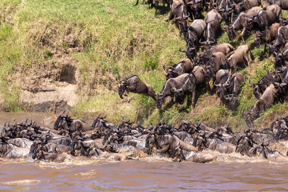 SAYARI CAMP, ASILIA AFRICA - Updated 2024 Campground Reviews (Serengeti ...