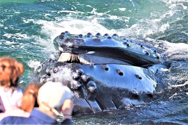 2024 Boston Whale Watching Cruise by High-Speed Catamaran