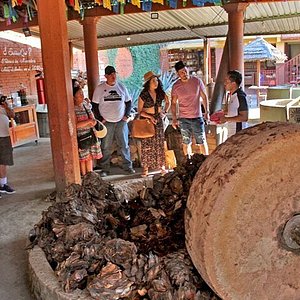 The Majestic Árbol del Tule in Oaxaca