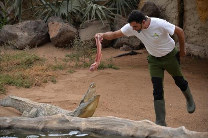 Tripadvisor | Entrada al zoo Cocodrilo Park en Agüimes ofrecido por  Vimotions | Gran Canaria, España