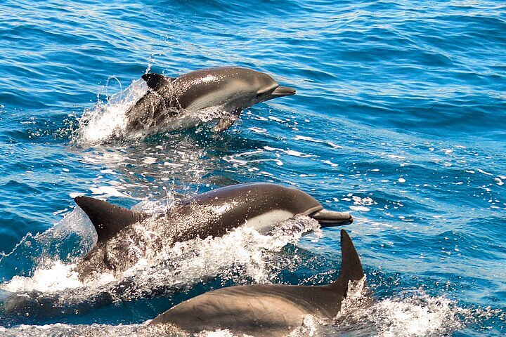 Charmes De Dauphins - Retours Gratuits Dans Les 90 Jours - Temu France