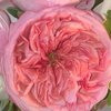 Lorie B