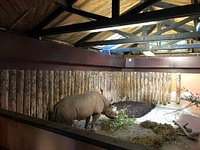 Sumatran Tiger Cub & Dad. - Picture of Paignton Zoo Environmental Park -  Tripadvisor