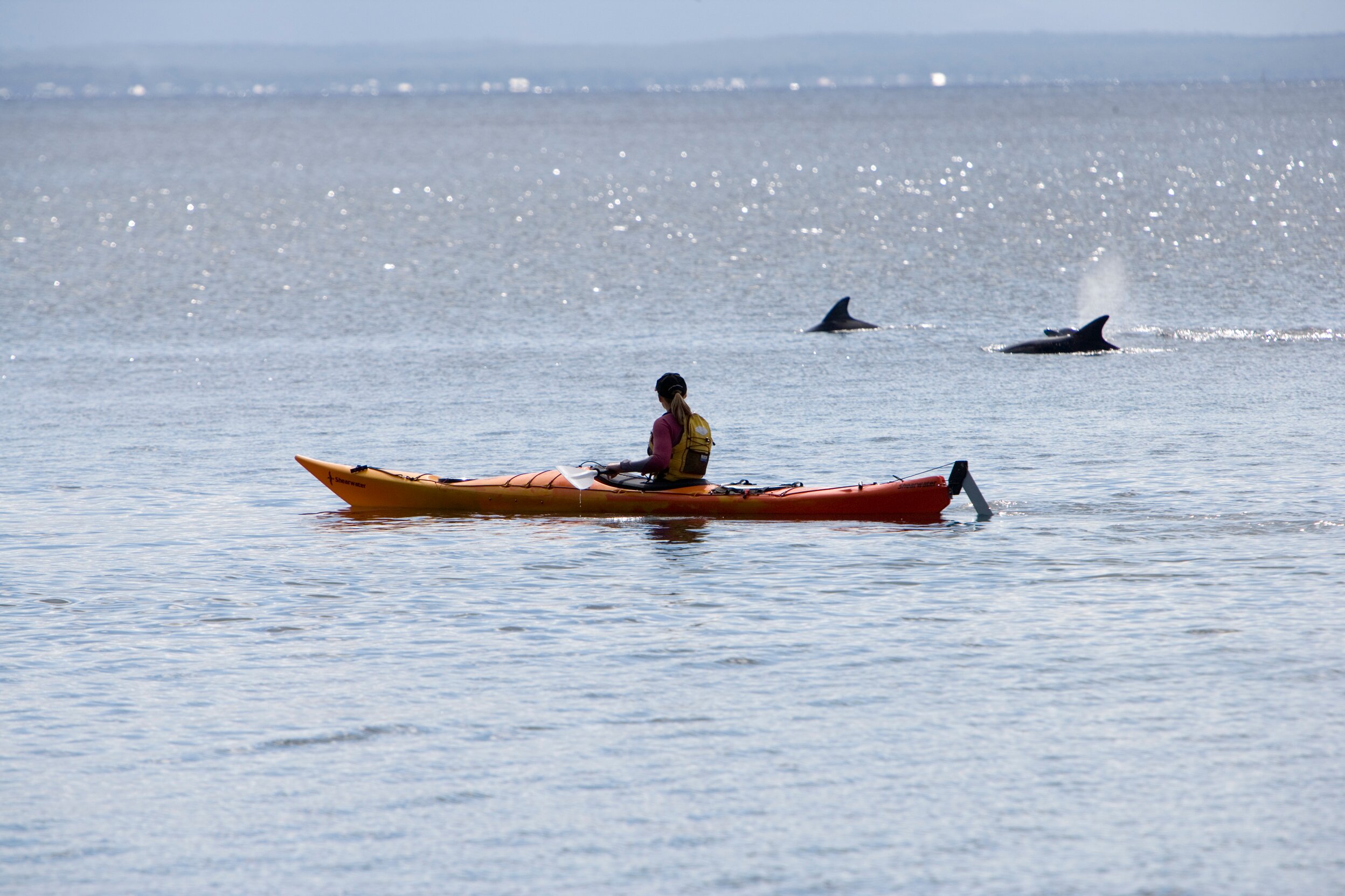 SEA KAYAK JERVIS BAY: Tutto Quello Che C'è Da Sapere (2024)