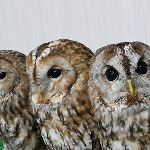 21年 Moff Animal Cafe イーアスつくば店 行く前に 見どころをチェック トリップアドバイザー 21年 Moff Animal Cafe イーアスつくば店 行く前に 見どころをチェック トリップアドバイザー