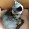 Jeangenie