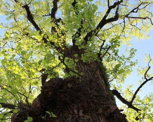 Tulipeiro da Virgínia, monumento natural dos Jardins do Museu dos Biscainhos. Árvore candidata a Árvore do Ano 2020 https://portugal.treeoftheyear.eu/Vote 