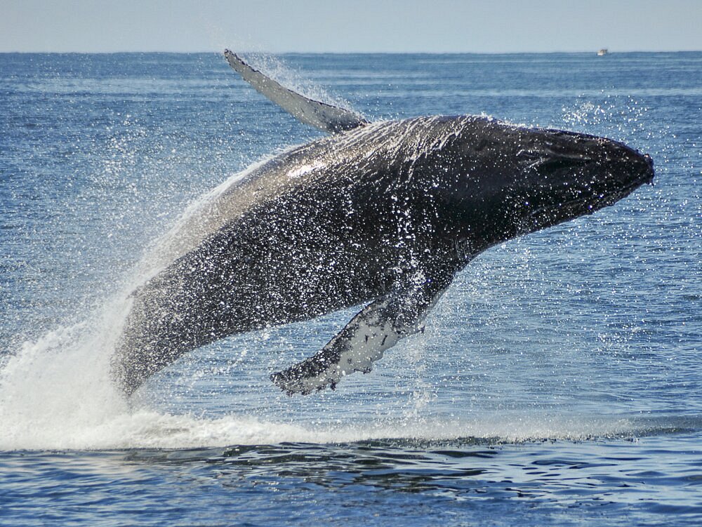 archipelago wildlife cruises