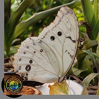 A beautiful and magnificent White Morpho