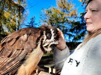 York Bird Of Prey Centre