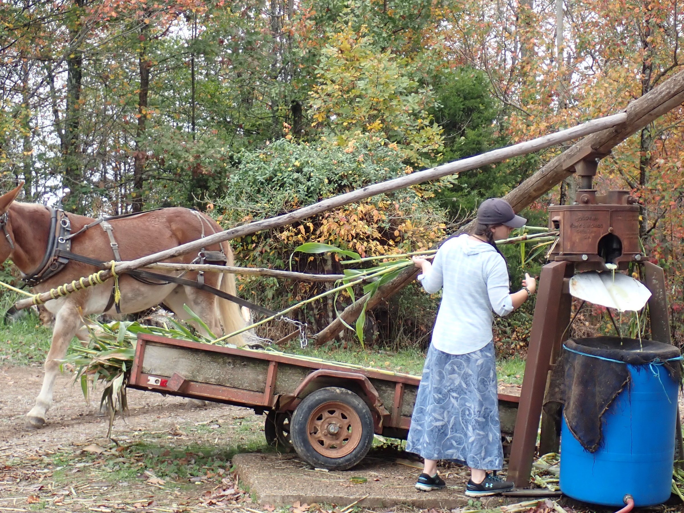 Muddy Pond Sorghum Mill (2025) - All You Need to Know BEFORE You Go ...