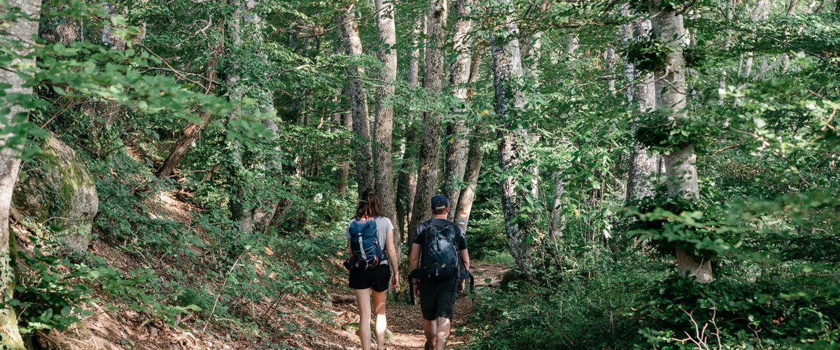 Balade en forêt