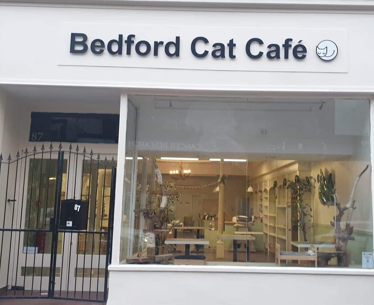 A Purrfect Way To Spend My Birthday: Afternoon Tea at Bedford Cat Cafe