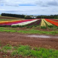 fantastic range of varieties