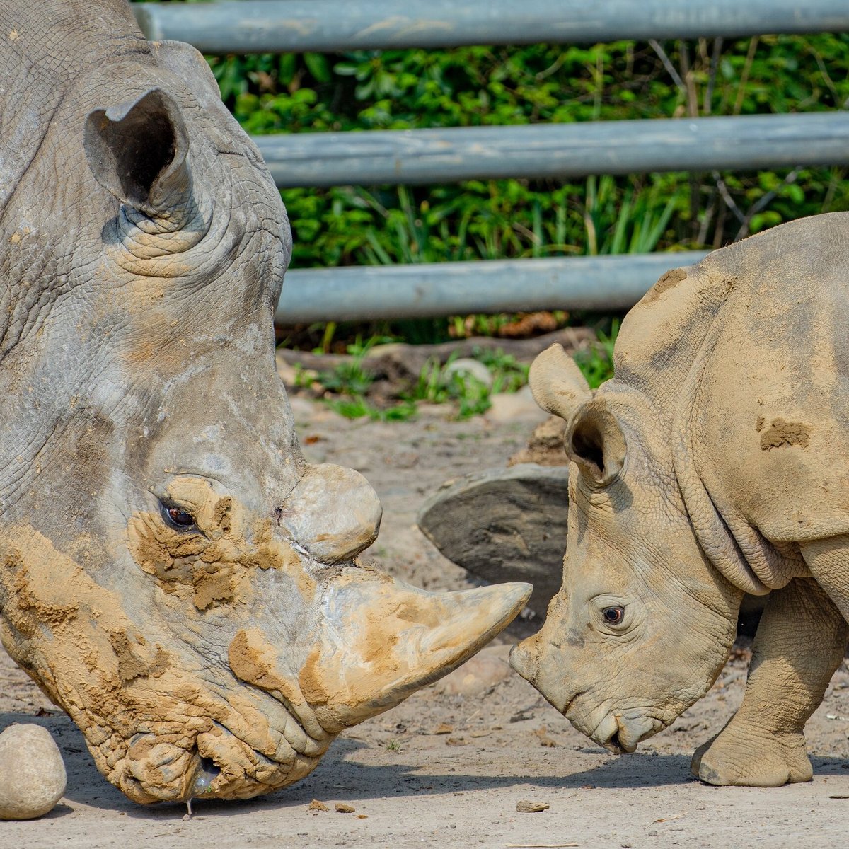 Zoo Dortmund: All You Need to Know BEFORE You Go (with Photos)