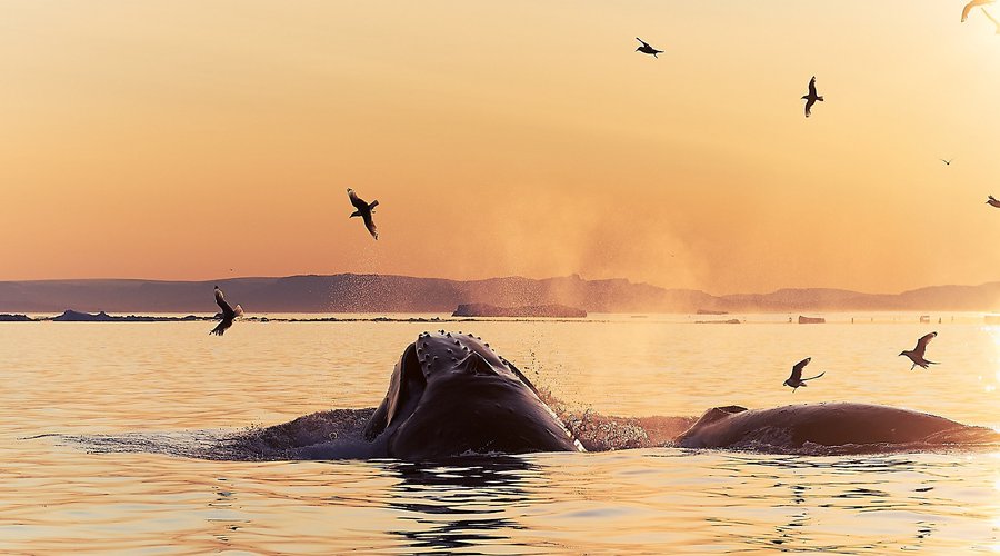 Whale Safari