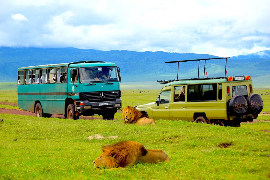 safari de ngorongoro