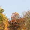 Ny trees