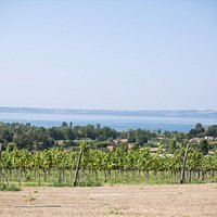 il nostro vigneto sul lago di Bracciano