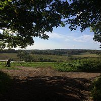 View of woods from Epsom Downs