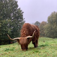 Highland cattle in park