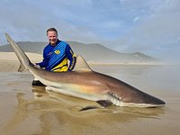 bronze whaler shark - Picture of Duvan Fishing Charters, Jeffreys Bay -  Tripadvisor