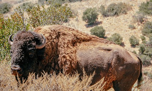 Explore Catalina's vast interior. See bison, fox and eagles.  Photo: The Adventure Buddies