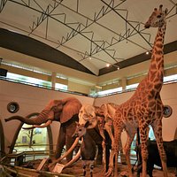 Nairobi National Museum - All You Need to Know BEFORE You Go