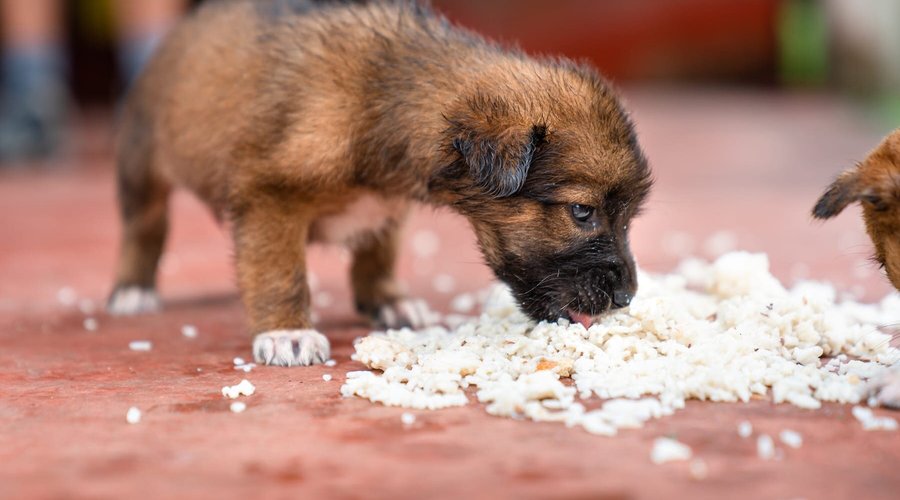 WOOFF's team feeding stray dogs, including these abandoned puppies at a local temple.