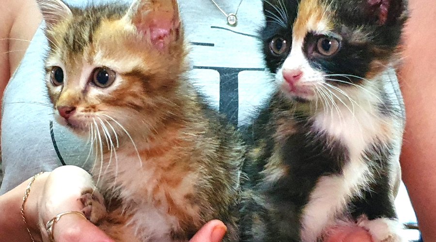 2 rescued kittens awaiting adoption.