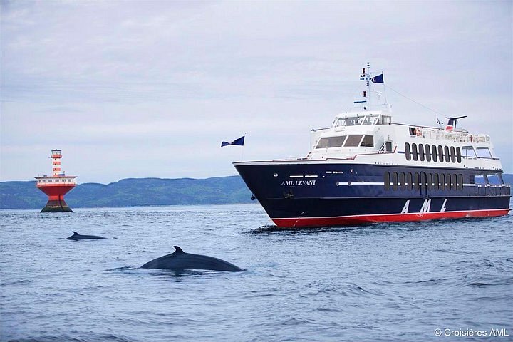 whale watching cruise montreal