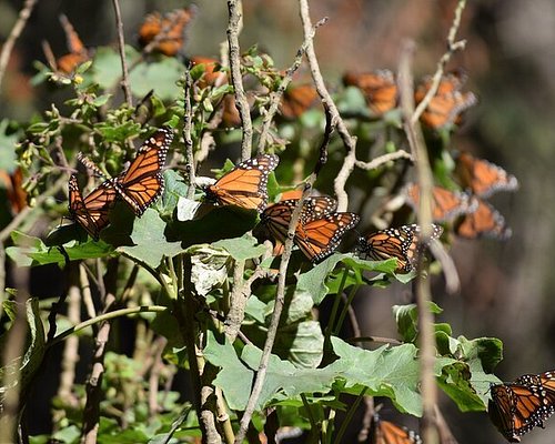 Butterflies Around The Fountain: BLACK AWARENESS DAY - Dia da