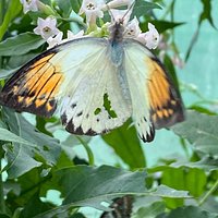 Butterfly Gardens @ Middleton Common Farm