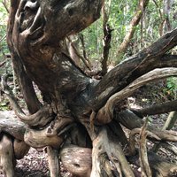 Windley Key Fossil Reef Geological State Park (Islamorada) - All You ...