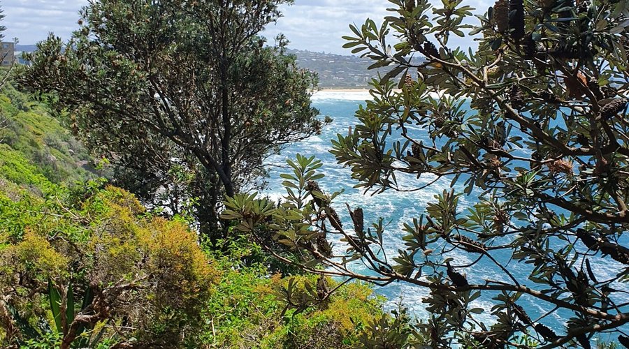 Dee Why Headland