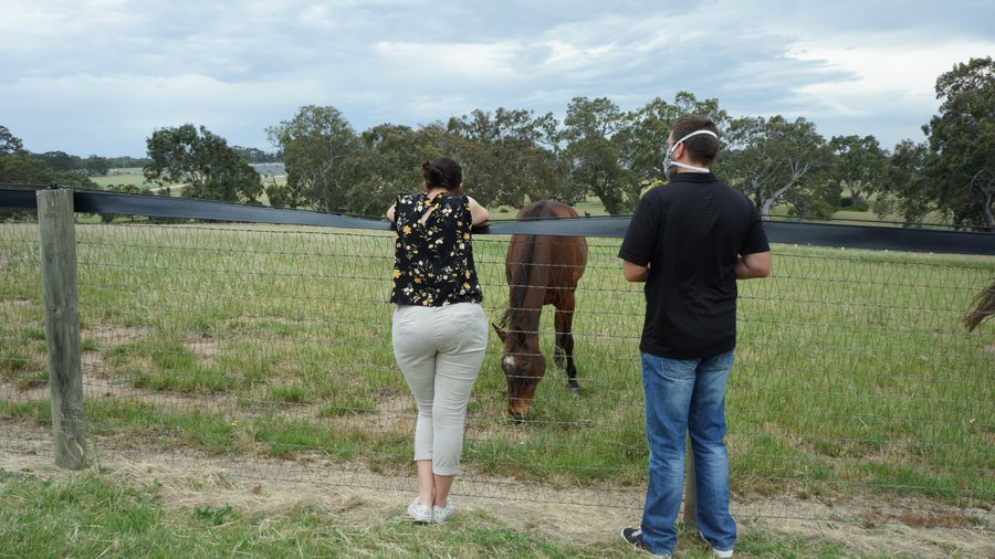 Meet retired racehorses
