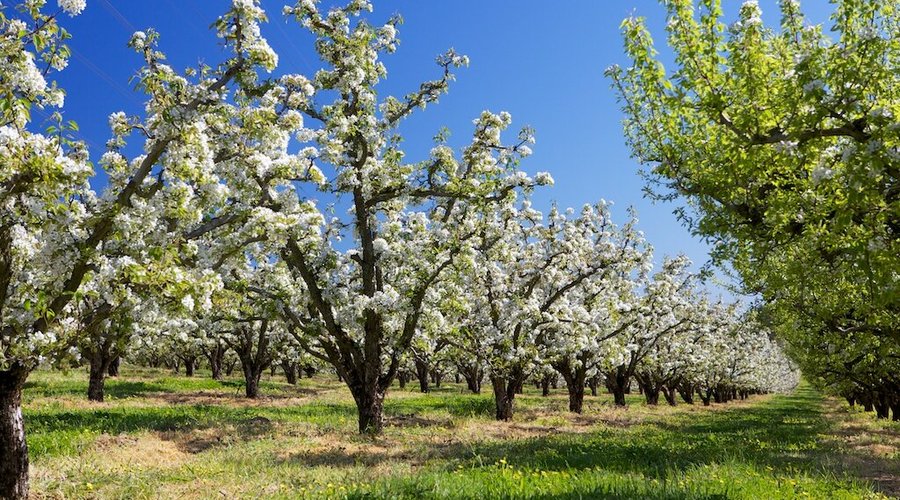 Our orchard - established 1932.