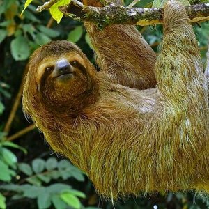 Drake Bay - Agujas River: 5 fotos - Puntarenas, Costa Rica