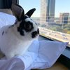 Bundobutt