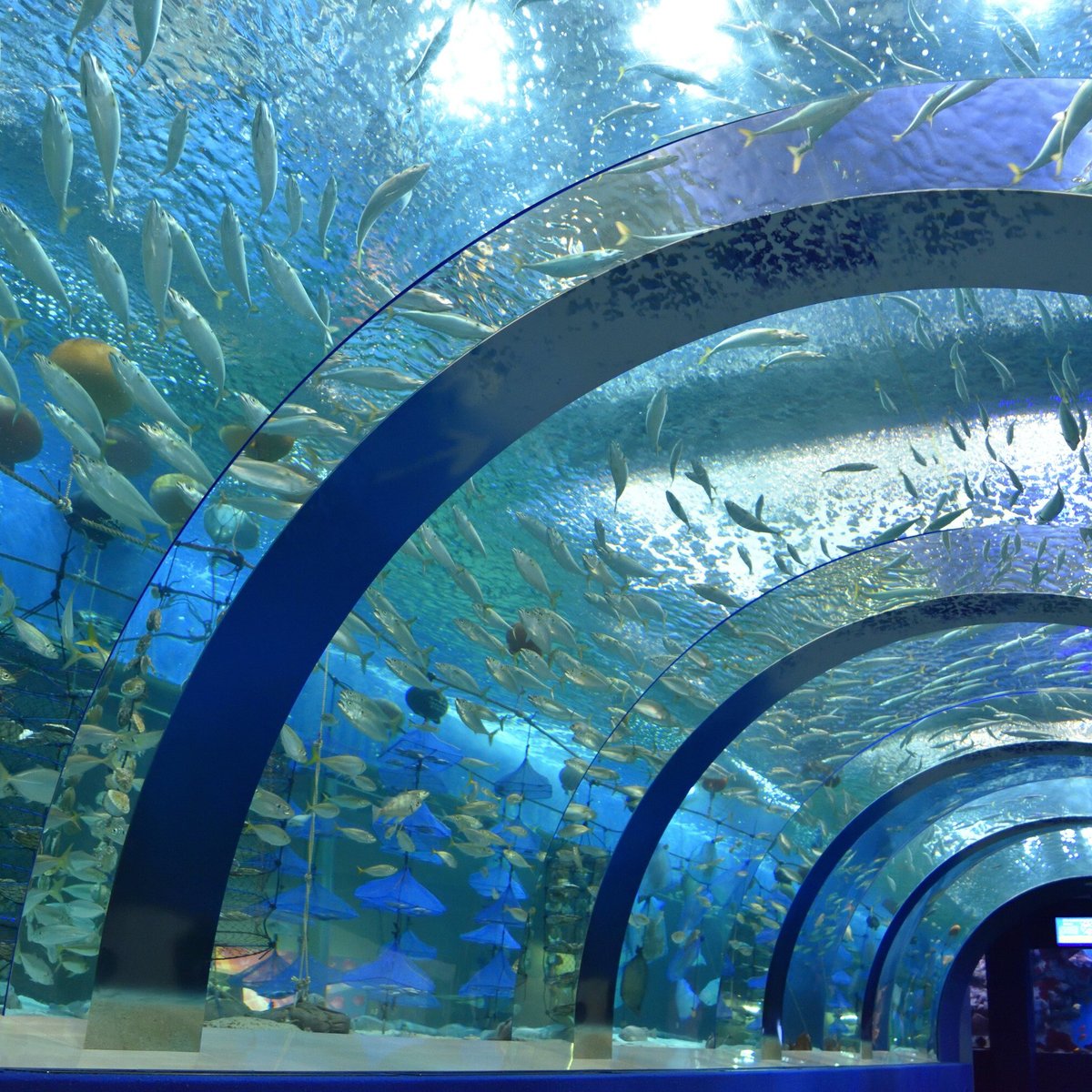 22年 青森県営浅虫水族館 行く前に 見どころをチェック トリップアドバイザー