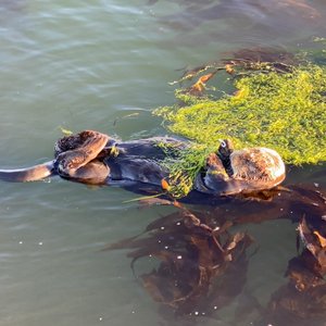 Elkhorn Slough National Estuarine Research Reserve (Moss Landing) - All ...