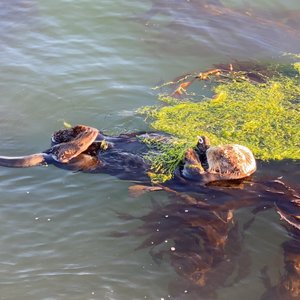 Elkhorn Slough National Estuarine Research Reserve (Moss Landing) - All ...